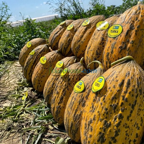 Turka 666 F1 Kırkağaç Kavun Fidesi ürününe ait görsel 2