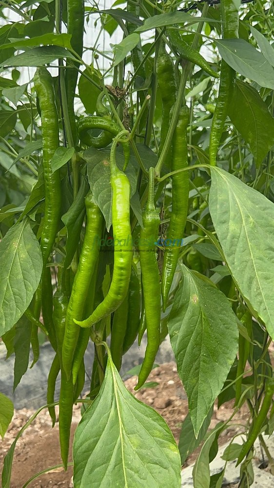 Uzun F1 Sivri Biber Tohumu ürününe ait görsel 3