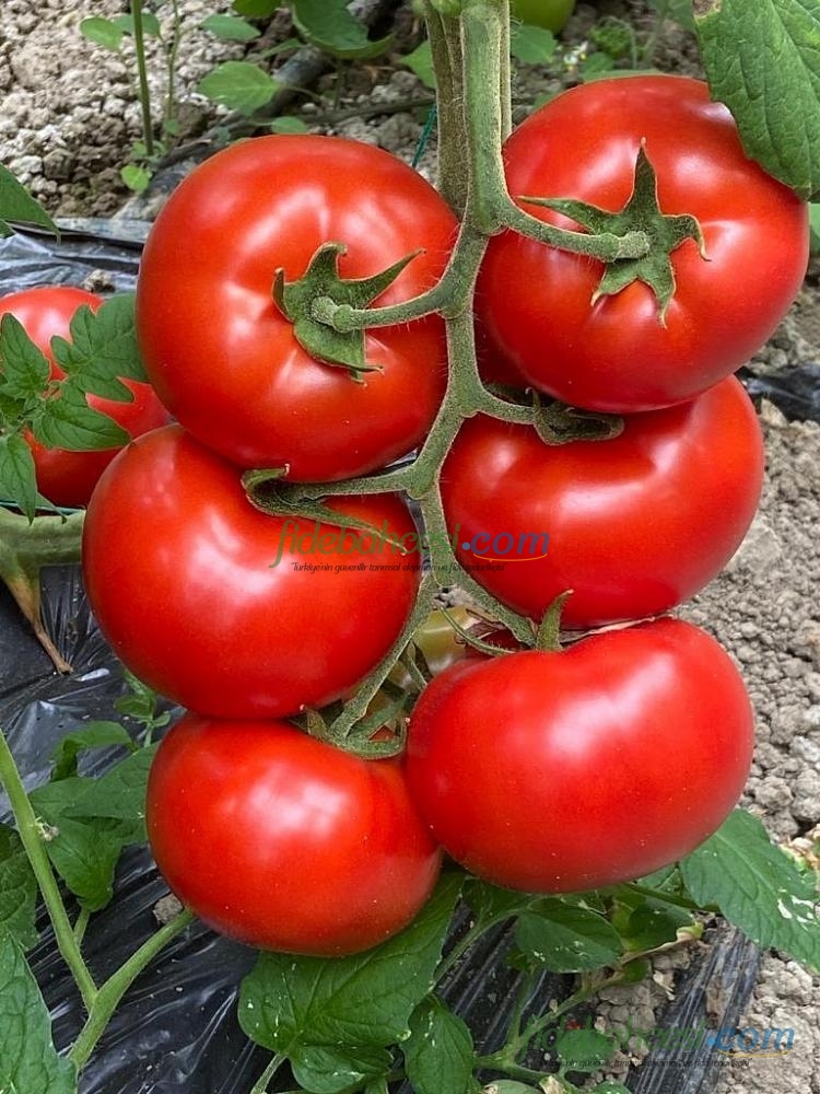 Volante F1 Domates Fidesi ürününe ait görsel 2