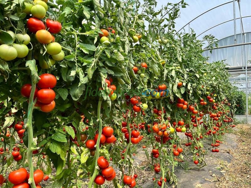 Volante F1 Domates Fidesi ürününe ait görsel 3