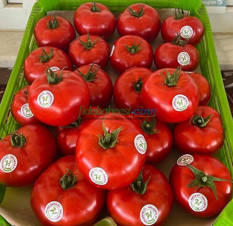 Volante F1 Domates Fidesi ürününe ait görsel 4