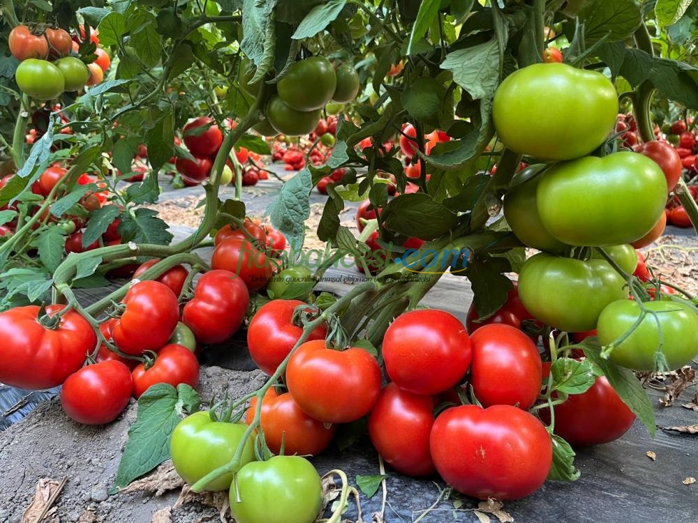 Volante F1 Domates Fidesi