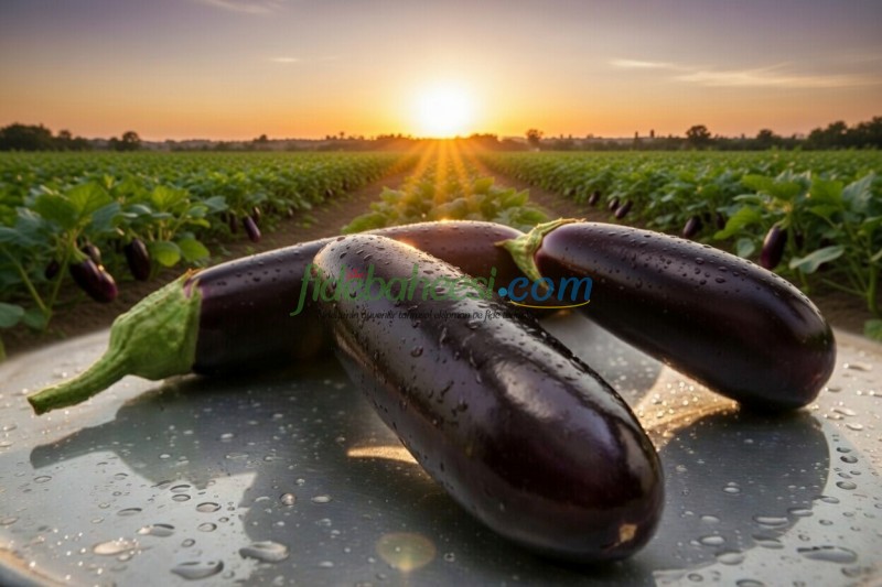 Yakut F1 Silindirik Patlıcan Fidesi ürününe ait görsel 2