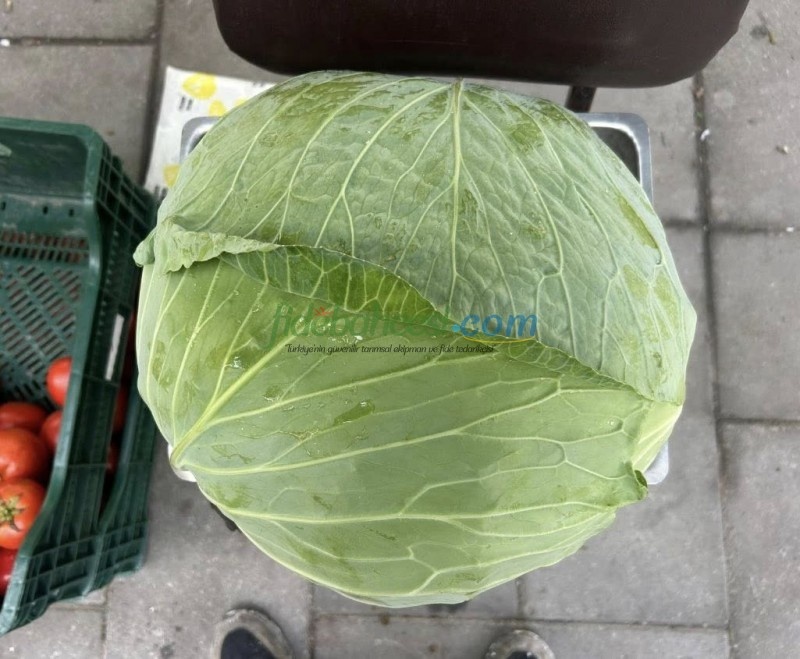 Yazgülü F1 Lahana Fidesi ürününe ait görsel 2