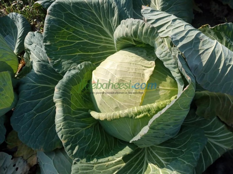 Yazgülü F1 Lahana Fidesi ürününe ait görsel 3