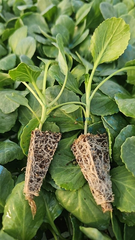 Yazgülü F1 Lahana Fidesi ürününe ait görsel 4