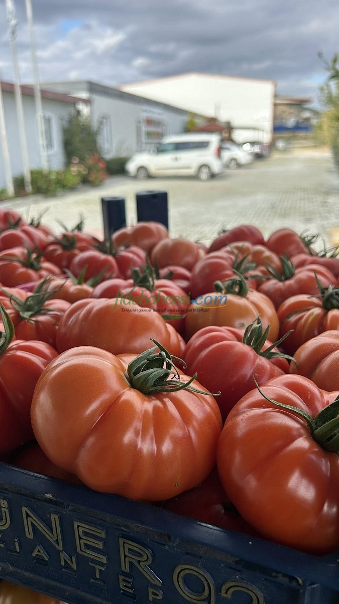 Yıldızköy F1 Domates Tohumu ürününe ait görsel 3