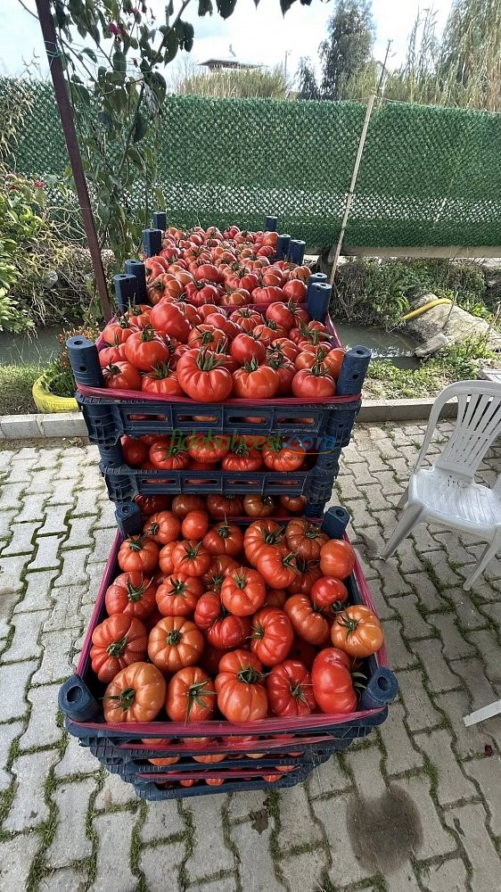 Yıldızköy F1 Domates Tohumu ürününe ait görsel 4