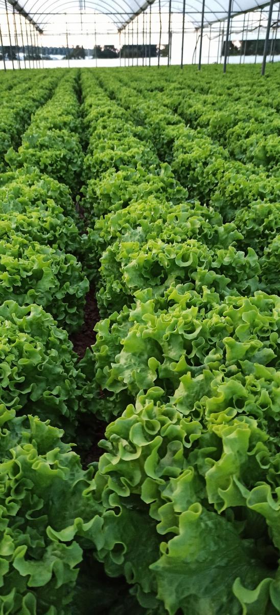 Yörünge F1 Kıvırcık Marul Fidesi ürününe ait görsel 2