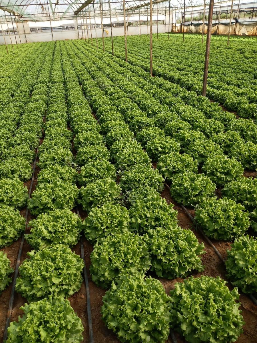 Yörünge F1 Kıvırcık Marul Fidesi ürününe ait görsel 3