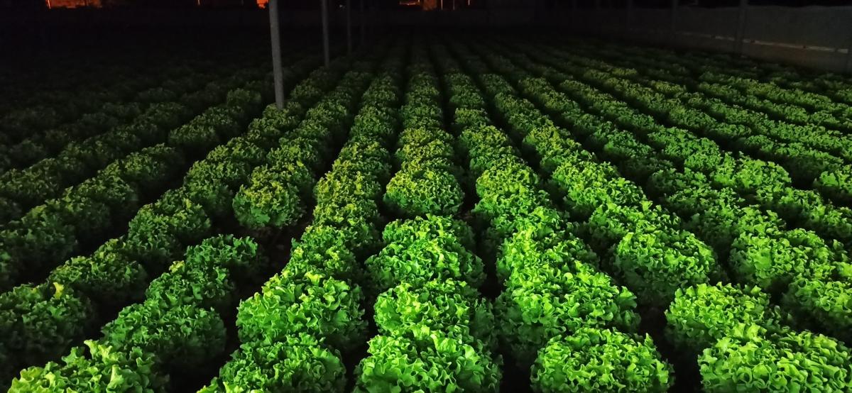 Yörünge F1 Kıvırcık Marul Fidesi ürününe ait görsel 4