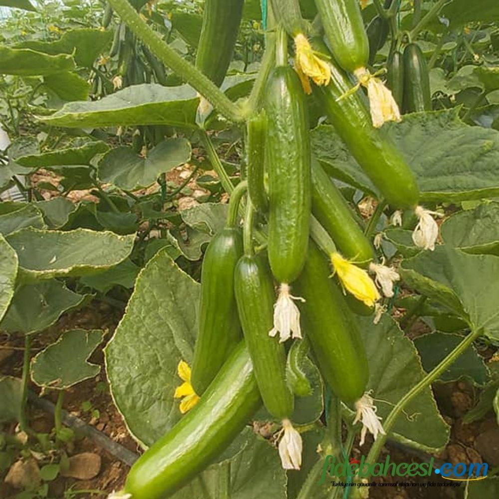 YT 195 F1 Silor Hıyar Fidesi ürününe ait görsel 2