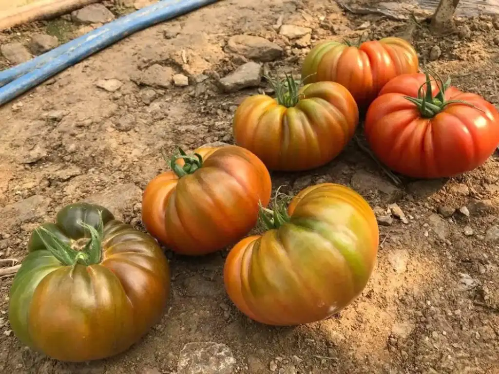 Yükselköy F1 Domates Fidesi ürününe ait görsel 2