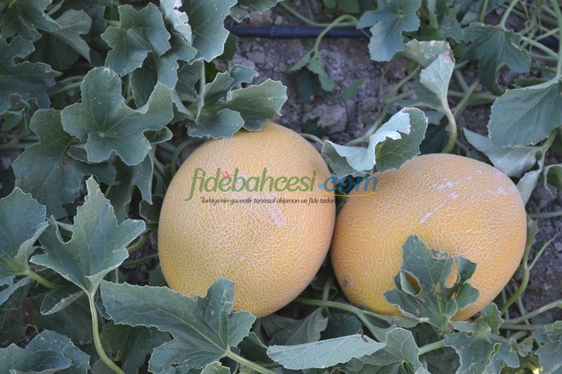Zümra F1 Kavun Fidesi ürününe ait görsel 3