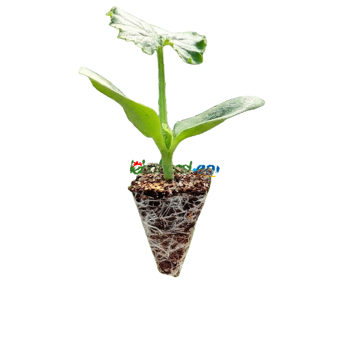 Paranoya F1 Hıyar Fidesi ürününe ait görsel 2