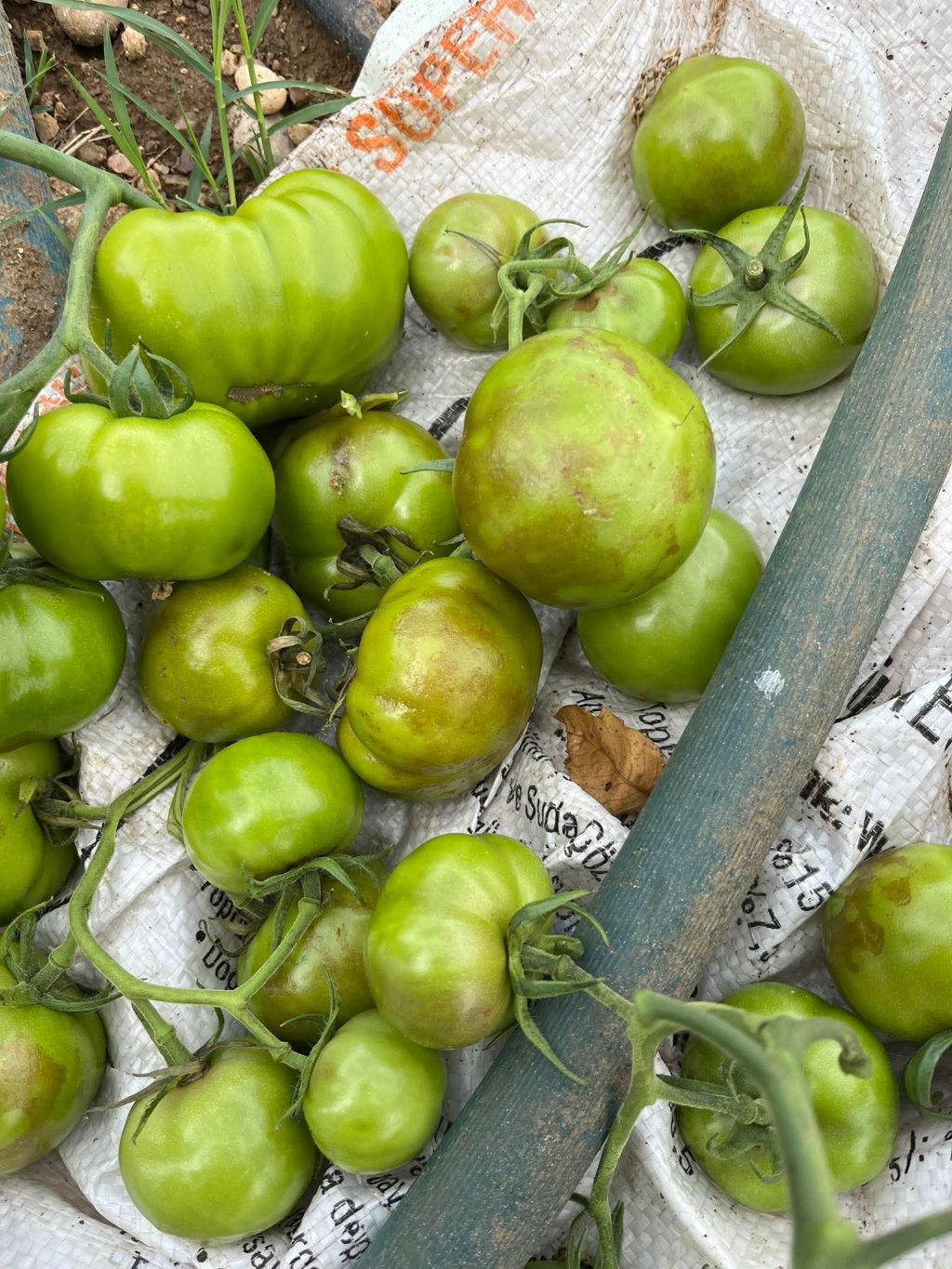 Hastalık Görseli
