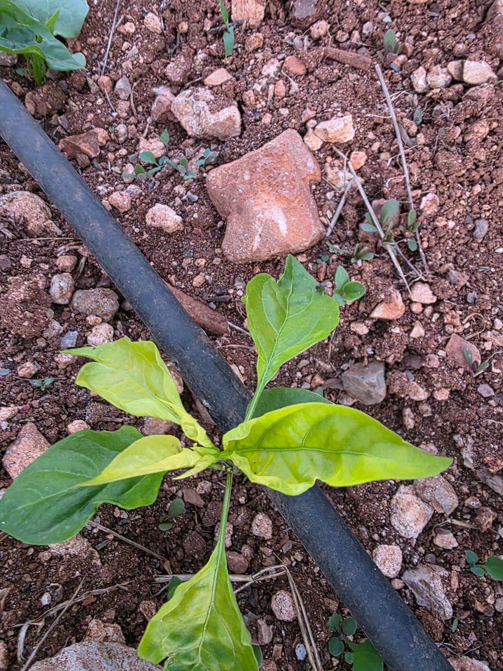 Hastalık Görseli