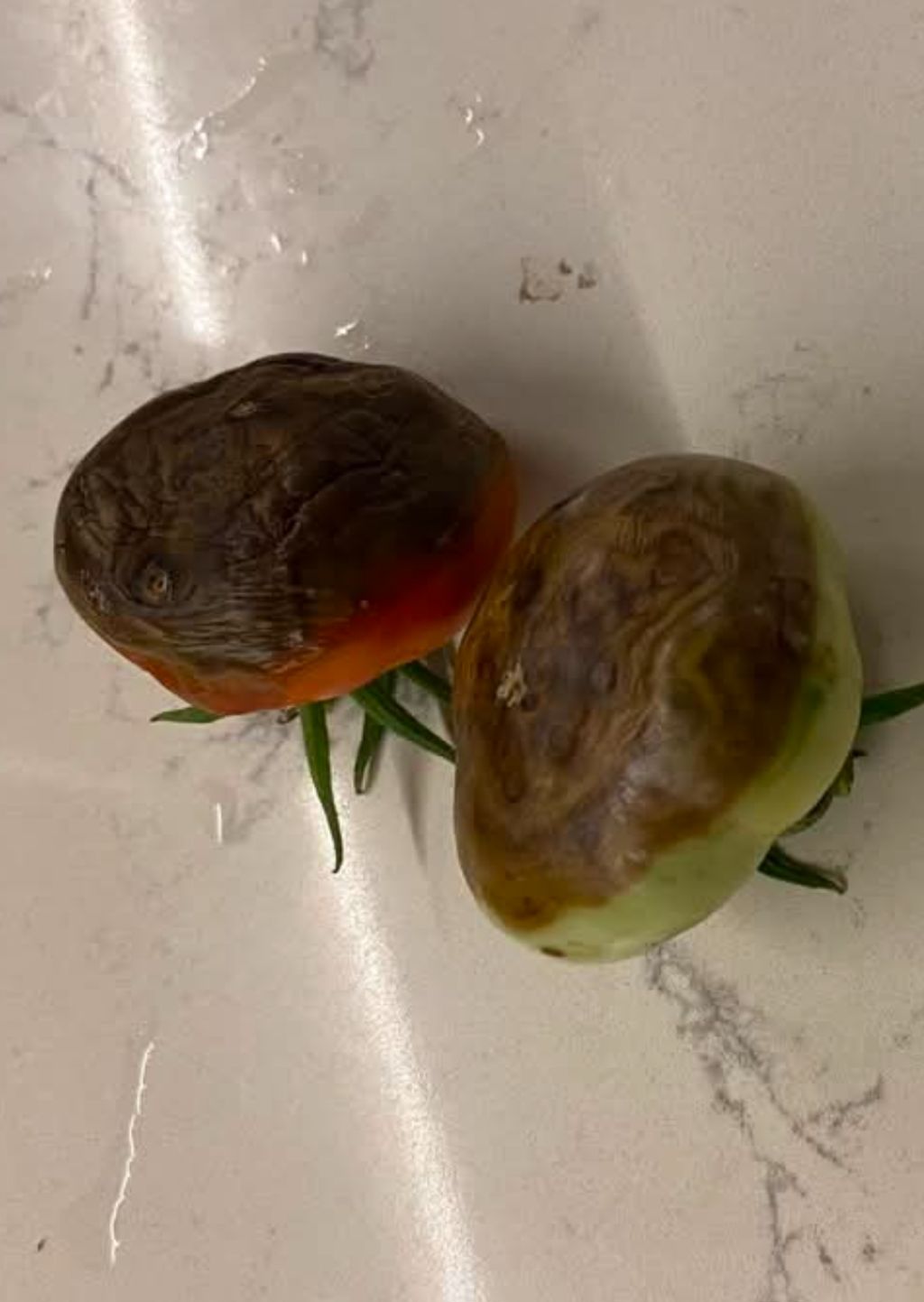 Hastalık Görseli