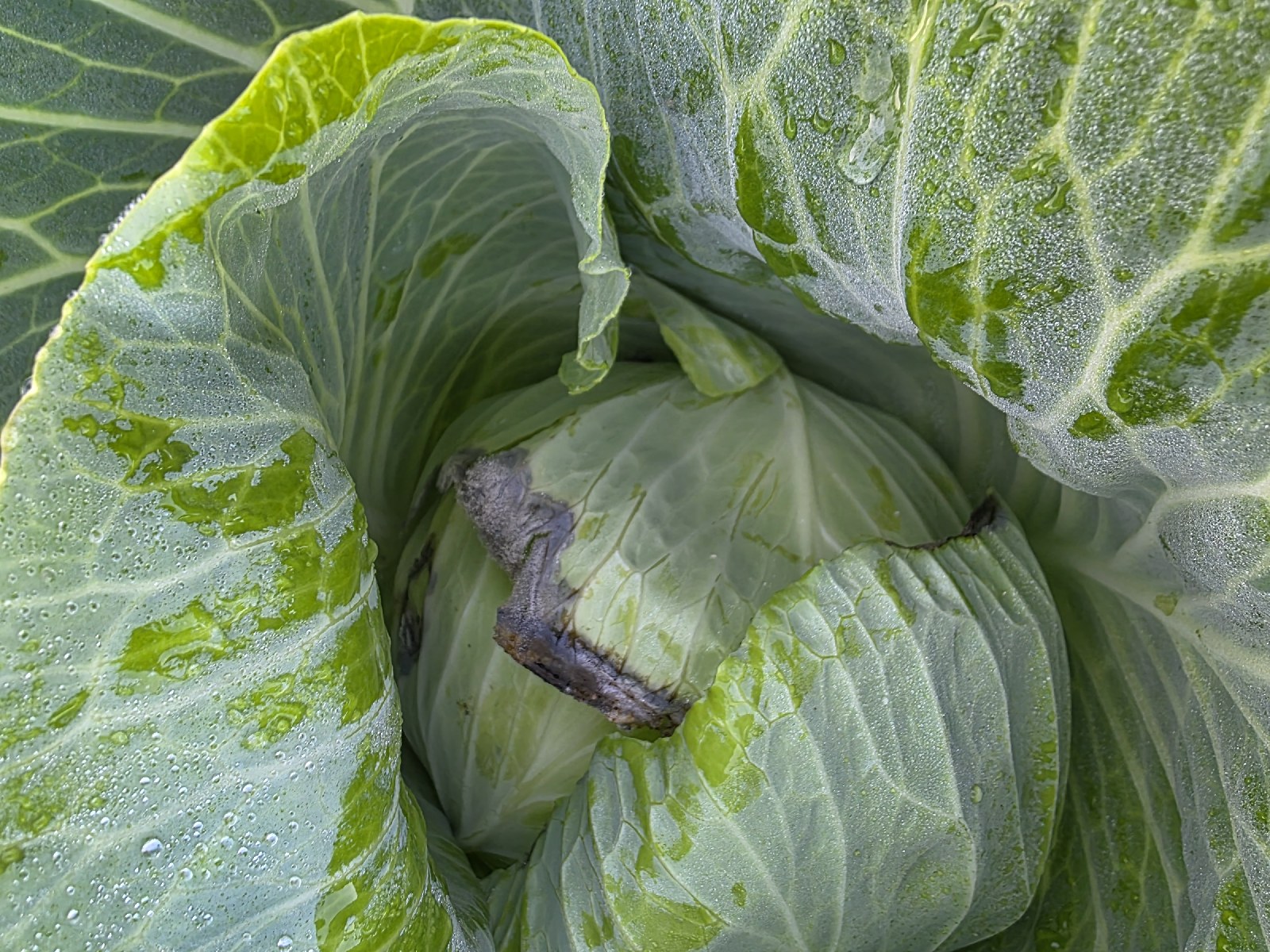 Lahana (Brassica oleracea var. capitata)